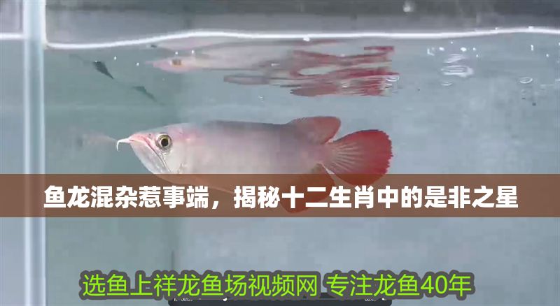 魚龍混雜惹事端，揭秘十二生肖中的是非之星