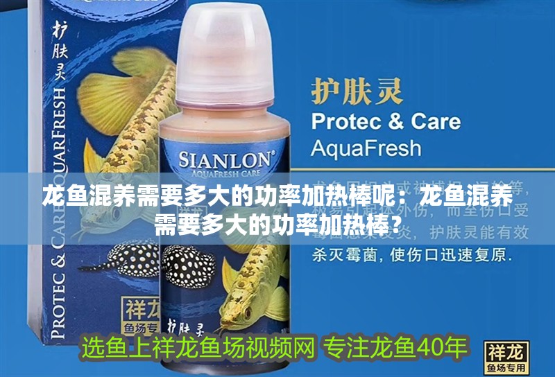 龍魚混養(yǎng)需要多大的功率加熱棒呢：龍魚混養(yǎng)需要多大的功率加熱棒？