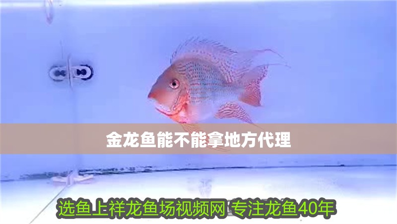 金龍魚能不能拿地方代理