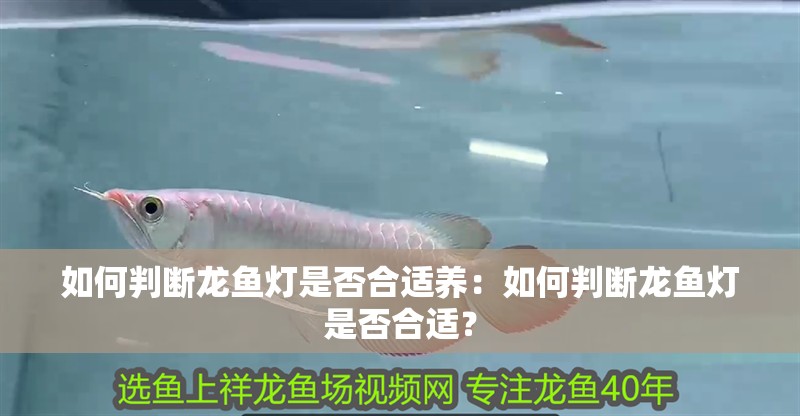 如何判斷龍魚燈是否合適養(yǎng)：如何判斷龍魚燈是否合適？