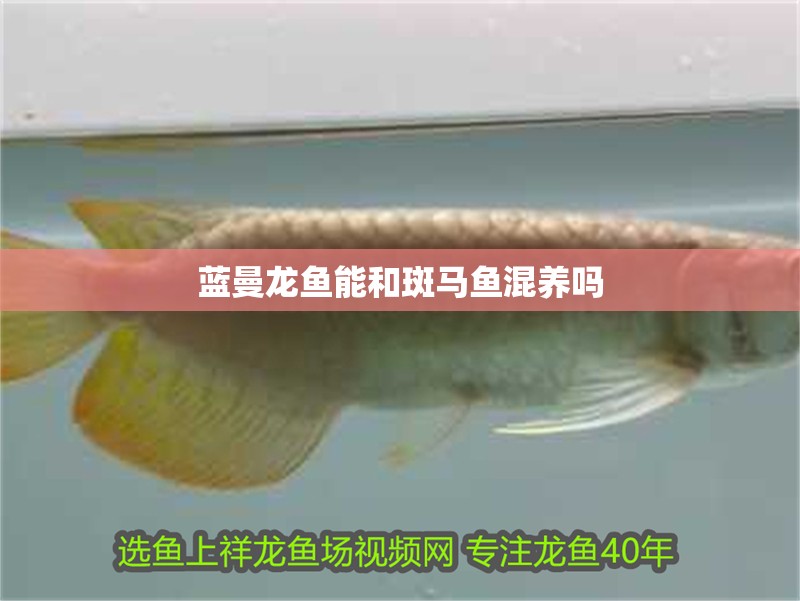 藍曼龍魚能和斑馬魚混養嗎