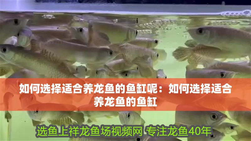 如何選擇適合養龍魚的魚缸呢：如何選擇適合養龍魚的魚缸