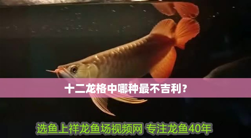 十二龍格中哪種最不吉利？