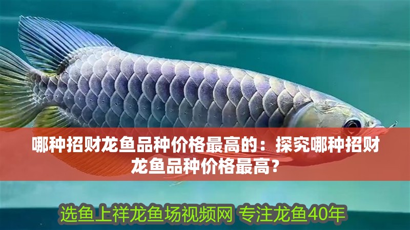 哪種招財龍魚品種價格最高的：探究哪種招財龍魚品種價格最高？