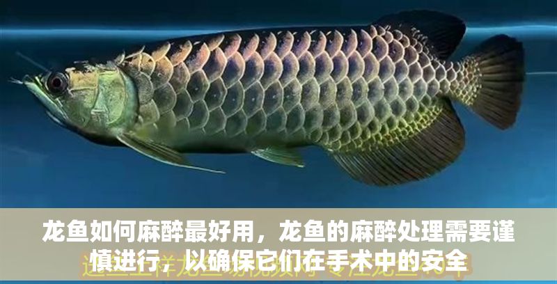 龍魚如何麻醉最好用，龍魚的麻醉處理需要謹慎進行，以確保它們在手術中的安全