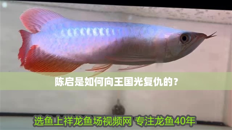 陳啟是如何向王國(guó)光復(fù)仇的？
