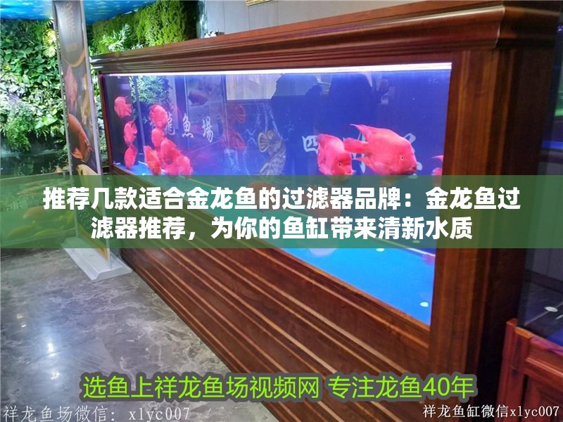 推薦幾款適合金龍魚的過濾器品牌：金龍魚過濾器推薦，為你的魚缸帶來<strong><mark>清新</mark></strong>水質