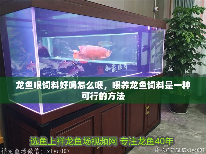 龍魚喂飼料好嗎怎么喂，喂養龍魚飼料是一種可行的方法