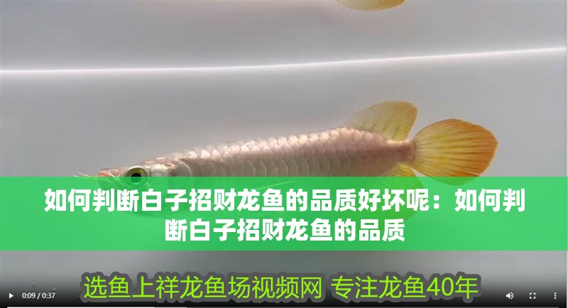 如何判斷白子招財龍魚的品質(zhì)好壞呢：如何判斷白子招財龍魚的品質(zhì)