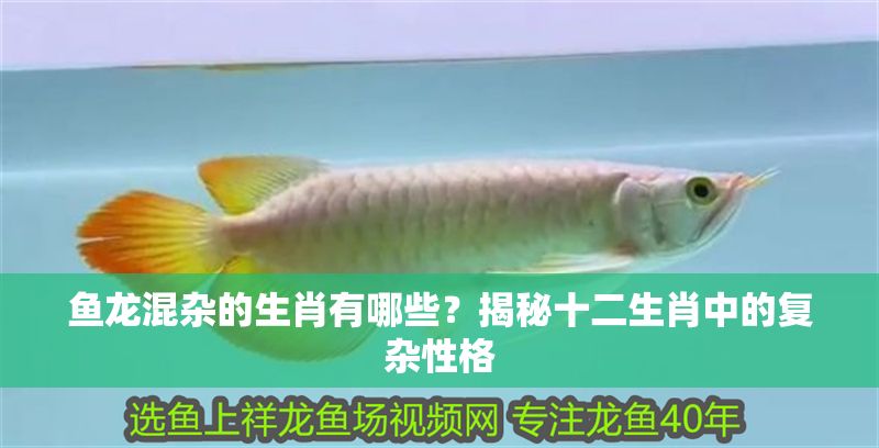 魚龍混雜的生肖有哪些？揭秘十二生肖中的復雜性格