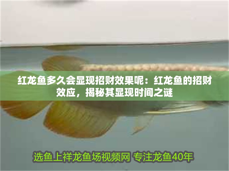 紅龍魚多久會顯現(xiàn)招財效果呢：紅龍魚的招財效應(yīng)，揭秘其顯現(xiàn)時間之謎