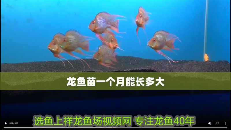 龍魚苗一個月能長多大