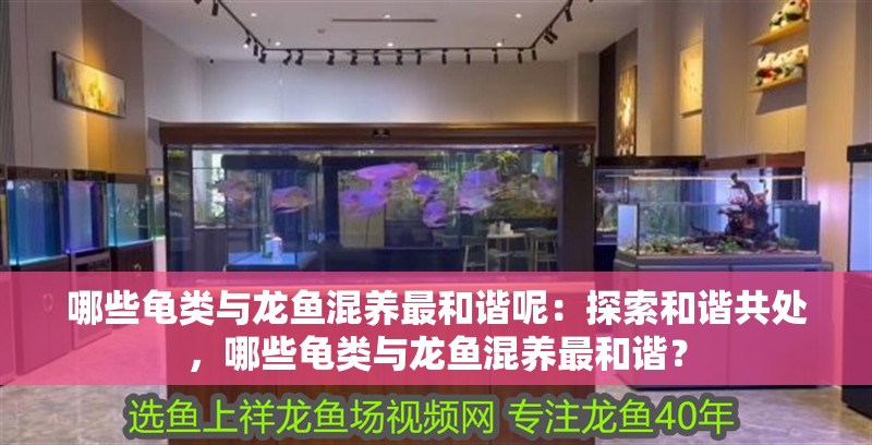哪些龜類與龍魚混養最和諧呢：探索和諧共處，哪些龜類與龍魚混養最和諧？