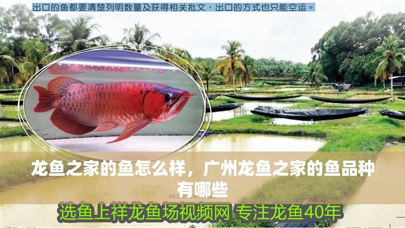 龍魚之家的魚怎么樣，廣州龍魚之家的魚品種有哪些
