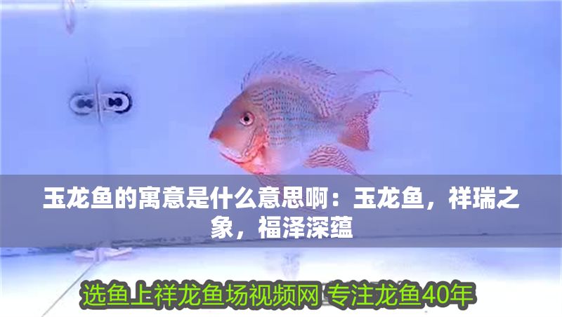 玉龍魚的寓意是什么意思啊：玉龍魚，祥瑞之象，福澤深蘊