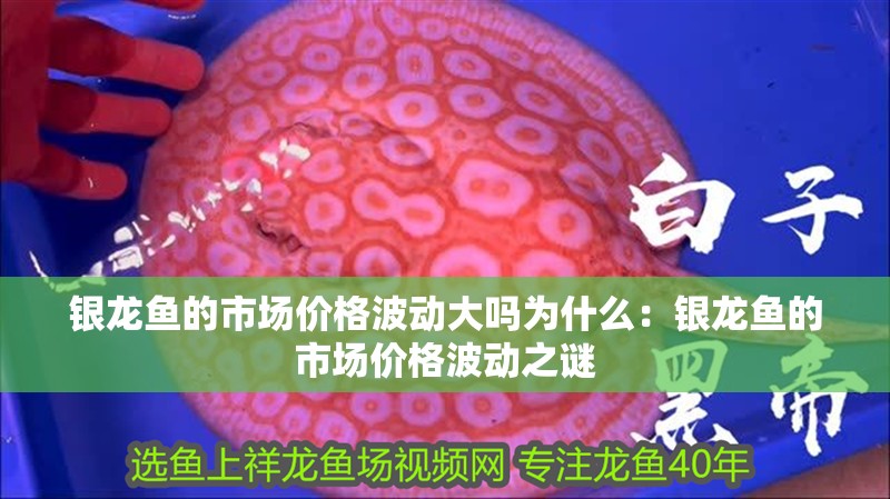 銀龍魚的市場價格波動大嗎為什么：銀龍魚的市場價格波動之謎