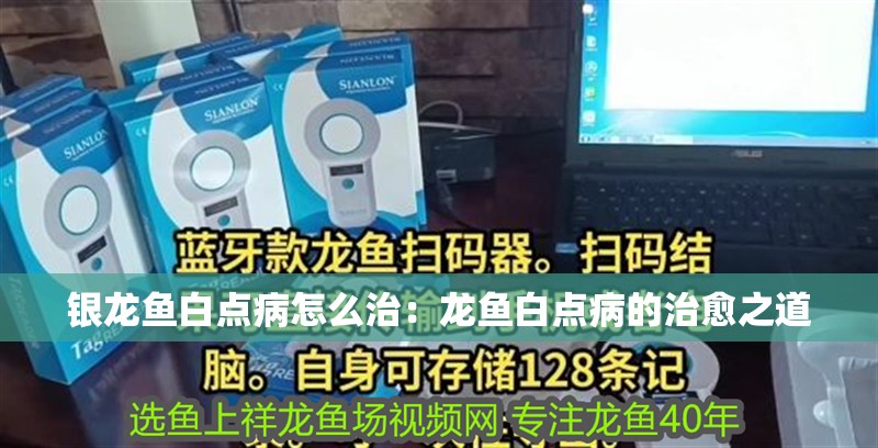 銀龍魚白點病怎么治：龍魚白點病的治愈之道