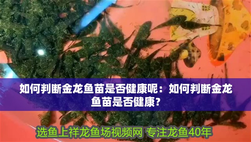 如何判斷金龍魚苗是否健康呢：如何判斷金龍魚苗是否健康？