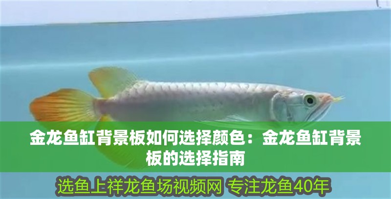 金龍魚缸背景板如何選擇顏色：金龍魚缸背景板的選擇指南