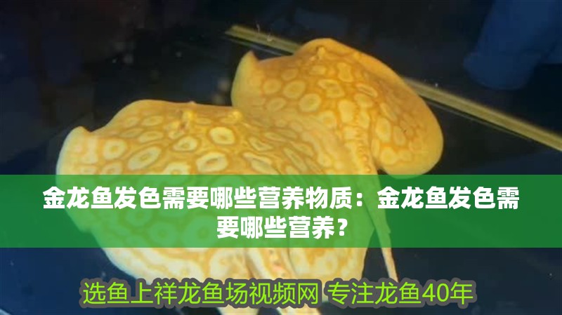 金龍魚發(fā)色需要哪些營養(yǎng)物質(zhì)：金龍魚發(fā)色需要哪些營養(yǎng)？