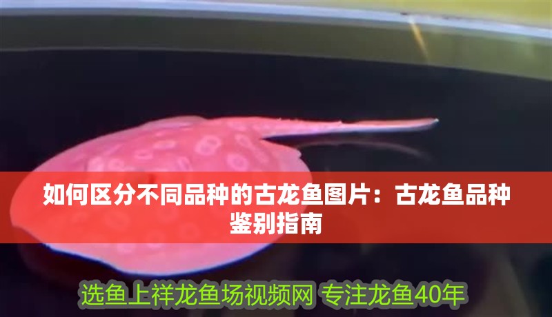 如何區(qū)分不同品種的古龍魚圖片：古龍魚品種鑒別指南