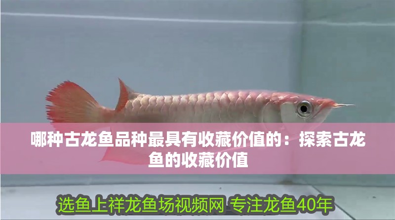 哪種古龍魚品種最具有收藏價值的：探索古龍魚的收藏價值