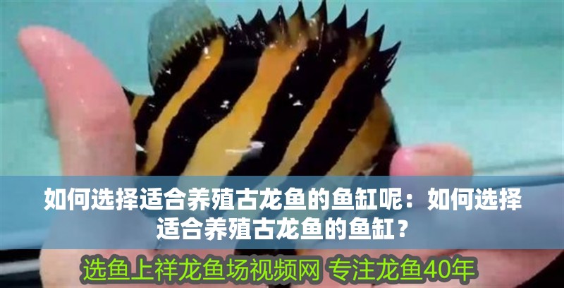 如何選擇適合養殖古龍魚的魚缸呢：如何選擇適合養殖古龍魚的魚缸？