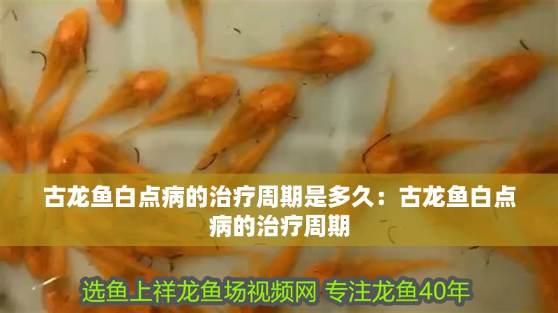 古龍魚白點病的治療周期是多久：古龍魚白點病的治療周期