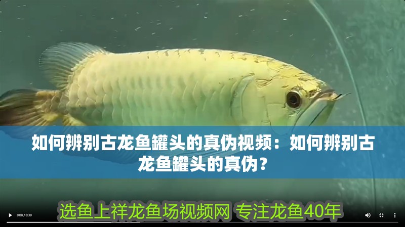 如何辨別古龍魚罐頭的真偽視頻：如何辨別古龍魚罐頭的真偽？