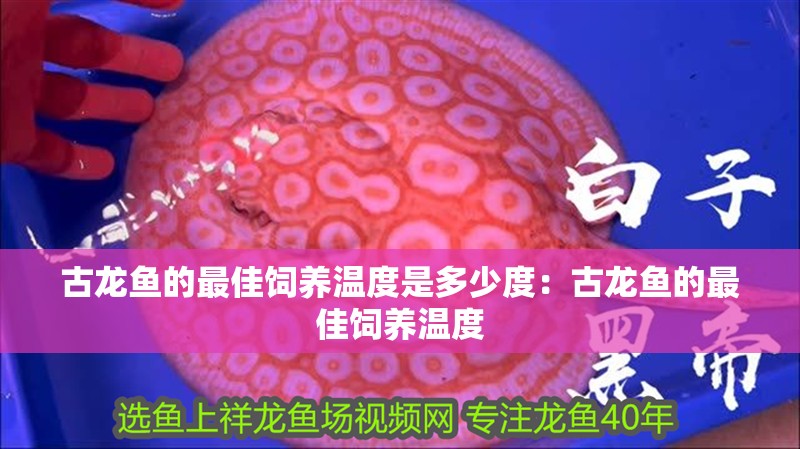 古龍魚的最佳飼養溫度是多少度：古龍魚的最佳飼養溫度