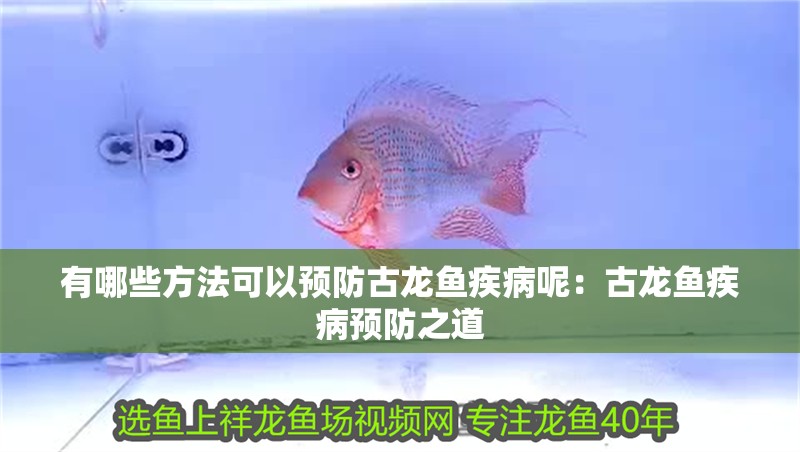 有哪些方法可以預防古龍魚疾病呢：古龍魚疾病預防之道