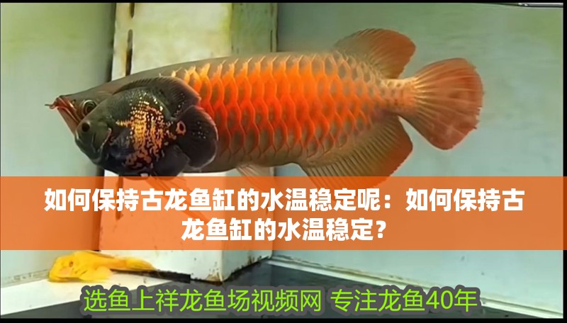 如何保持古龍魚缸的水溫穩定呢：如何保持古龍魚缸的水溫穩定？