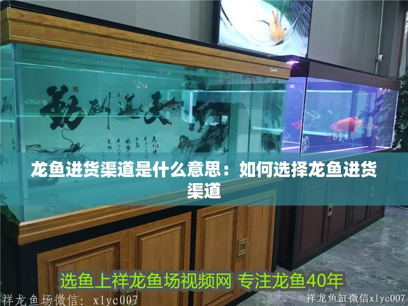 龍魚進貨渠道是什么意思：如何選擇龍魚進貨渠道