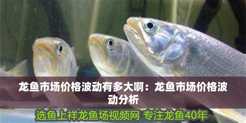 龍魚市場價格波動有多大啊：龍魚市場價格波動分析