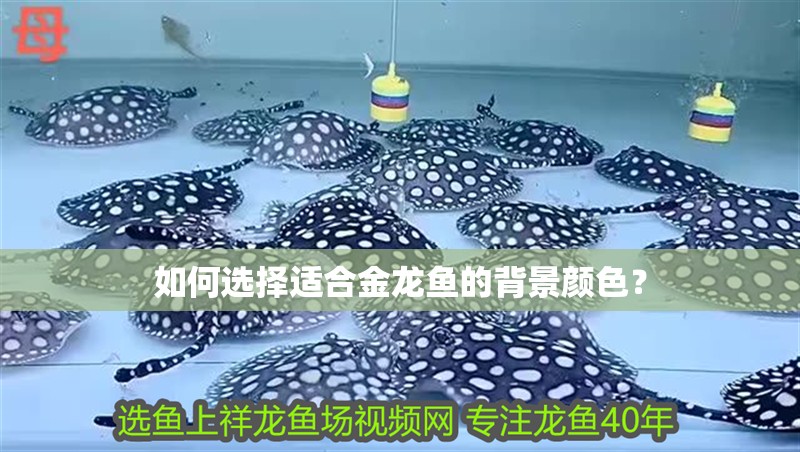 如何選擇適合金龍魚的背景顏色？