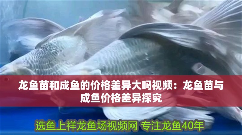 龍魚苗和成魚的價格差異大嗎視頻：龍魚苗與成魚價格差異探究