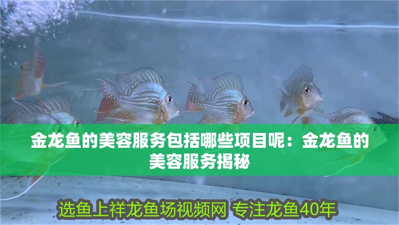 金龍魚的美容服務包括哪些項目呢：金龍魚的美容服務揭秘