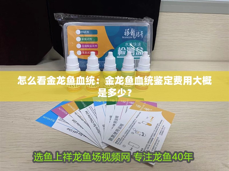 怎么看金龍魚(yú)血統(tǒng)：金龍魚(yú)血統(tǒng)鑒定費(fèi)用大概是多少？
