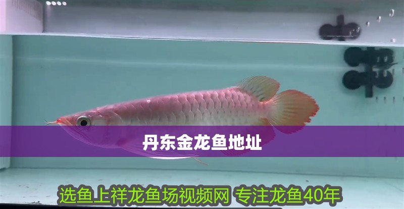 丹東金龍魚地址