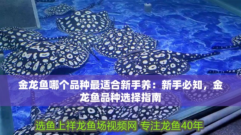 金龍魚哪個品種最適合新手養：新手必知，金龍魚品種選擇指南