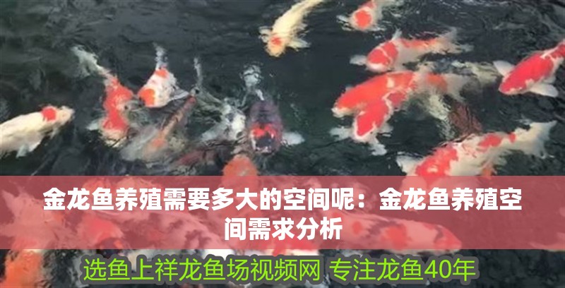 金龍魚養(yǎng)殖需要多大的空間呢：金龍魚養(yǎng)殖空間需求分析