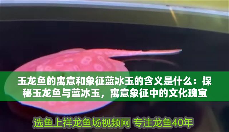 玉龍魚的寓意和象征藍冰玉的含義是什么：探秘玉龍魚與藍冰玉，寓意象征中的文化瑰寶