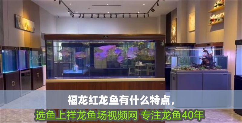 福龍紅龍魚有什么特點，