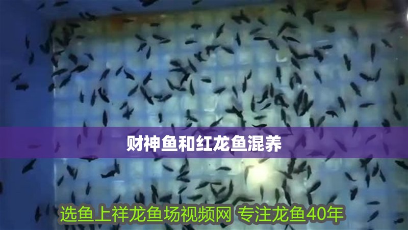 財神魚和紅龍魚混養