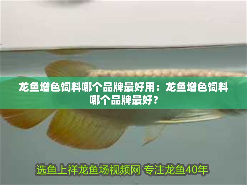 龍魚增色飼料哪個品牌最好用：龍魚增色飼料哪個品牌最好？
