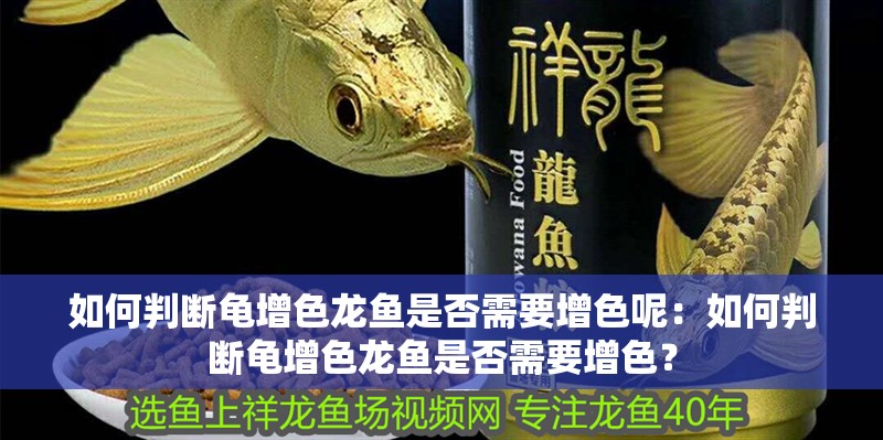 如何判斷龜增色龍魚是否需要增色呢：如何判斷龜增色龍魚是否需要增色？
