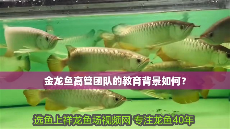 金龍魚高管團隊的教育背景如何？