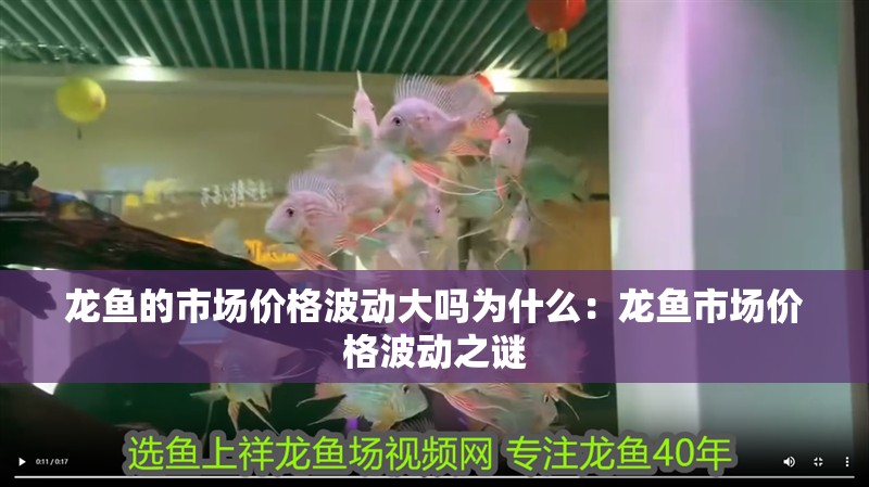 龍魚的市場價格波動大嗎為什么：龍魚市場價格波動之謎