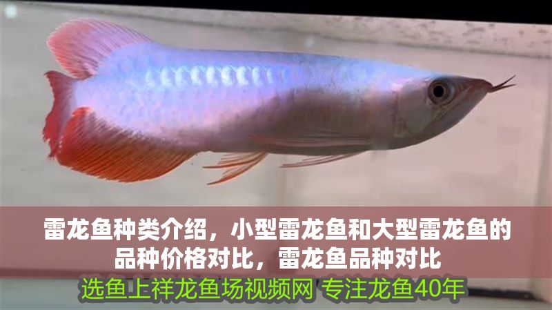 雷龍魚種類介紹，小型雷龍魚和大型雷龍魚的品種價格對比，雷龍魚品種對比