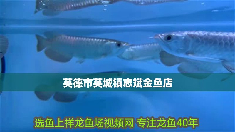英德市英城鎮志斌金魚店